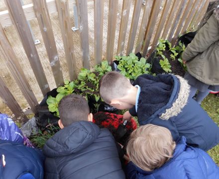 Planting